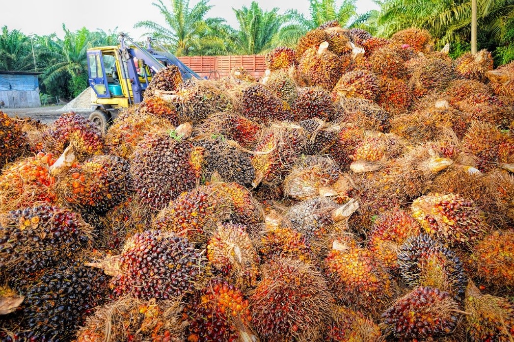 palm oil business in Nigeria